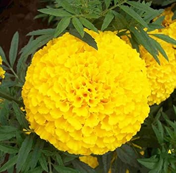 Yellow Marigold Flower seeds for Planting - Hardy Variety, Heirloom & GMO Free Seeds for Home Garden
 
 Sale for planting in home garden.