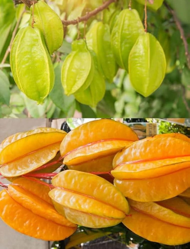 Star Fruit Seeds Averrhoa carambola for Planting in Urban Garden