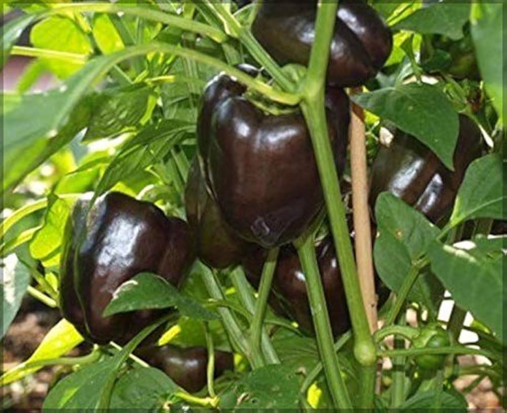 Pepper Seeds Capsicum for Planting in Vegetable Patch