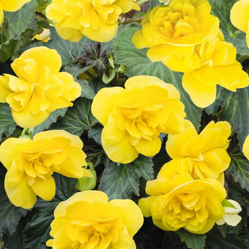 Plant Light Yellow Begonia Flower Seeds  Perfect for Your Garden
