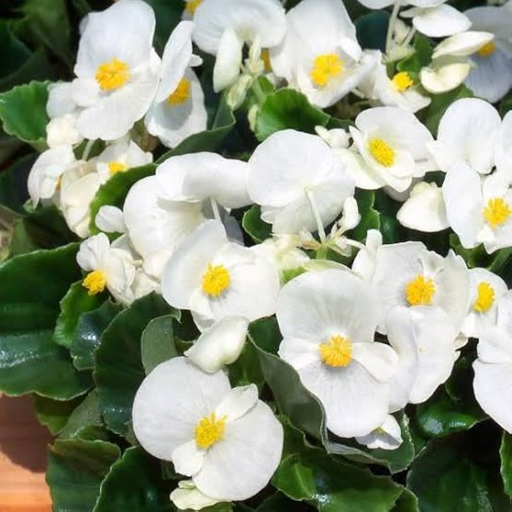 Begonia White Flower seeds for Planting - Wildflower Mix, Heirloom & GMO Free Seeds for Home Garden