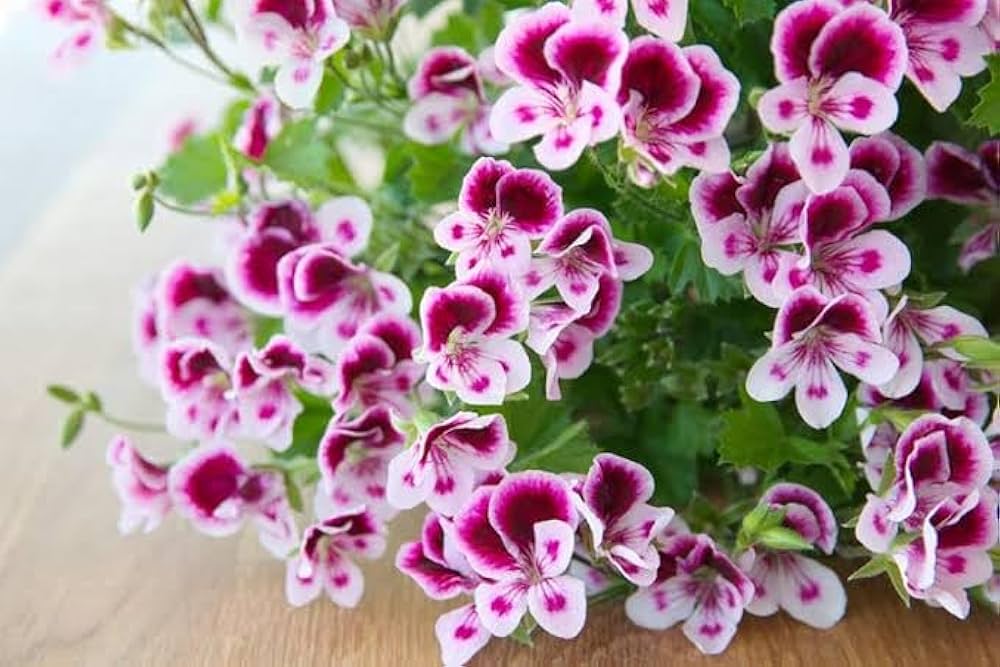 Mini Geranium Seeds for Planting Pelargonium Zonale flower bed container garden