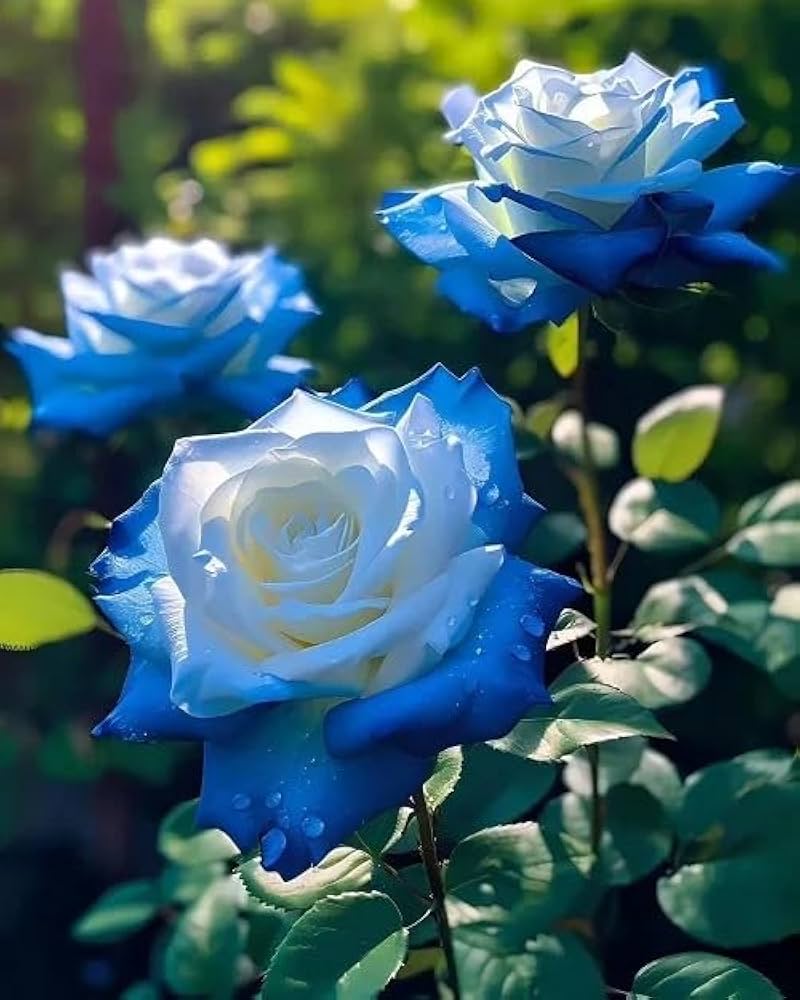 Ice Blue Rose Flower seeds for Planting - Cottage Garden Essential, Heirloom & GMO Free Seeds for Home Garden