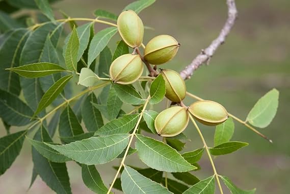 Carya Illinoinensis Seeds For Planting: Grow Your Own Nut Harvests Plant Seeds