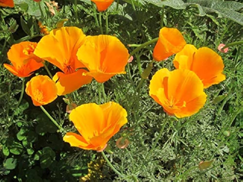 Eschscholtzia Mixed Color California Poppy Flower Seeds for Planting in Flower Bed and Wildflower Garden