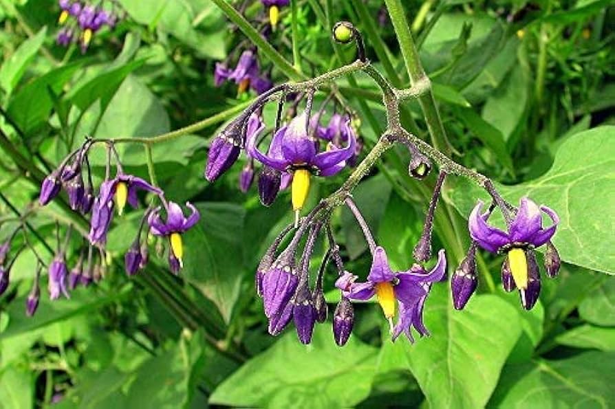 Solanum Dulcamara Flower Seeds Solanum dulcamara for Planting in Flower Bed