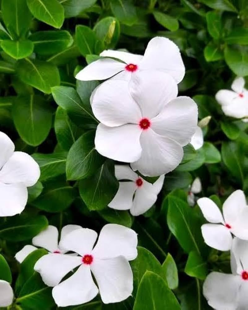 Periwinkle Flower seeds for Planting - Colorful Display, Heirloom & GMO Free Seeds for Home Garden
