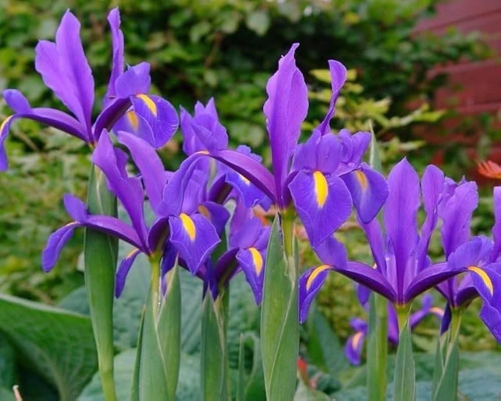 Blue Iris Seeds for Planting