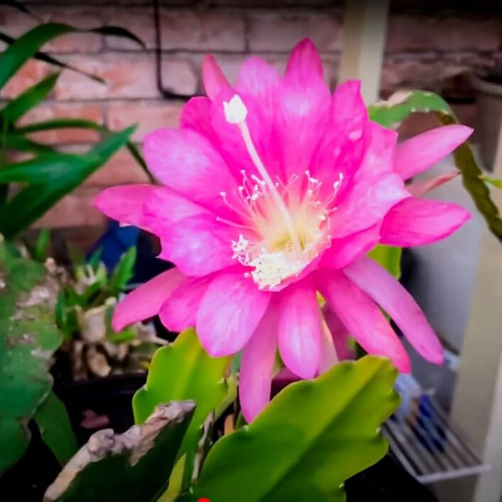 Pink Epiphyllum Oxypetalum Flower seeds for Planting - Hardy Variety, Heirloom & GMO Free Seeds for Home Garden
