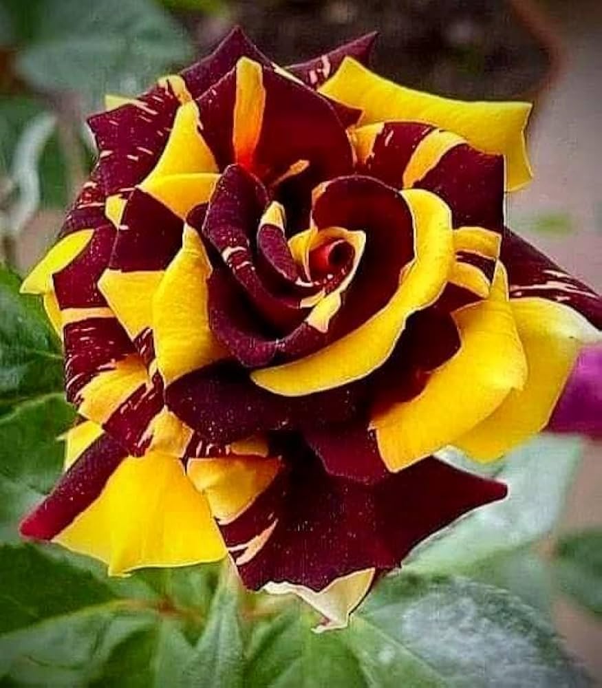 Maroon Yellow Rose Flower seeds for Planting Sun Loving Heirloom & GMO Free Seeds for Home Garden