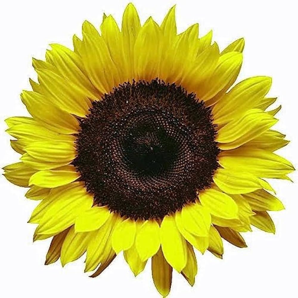 Sunflower Lemon Queen Helianthus annuus Seeds for Planting Cottage Garden