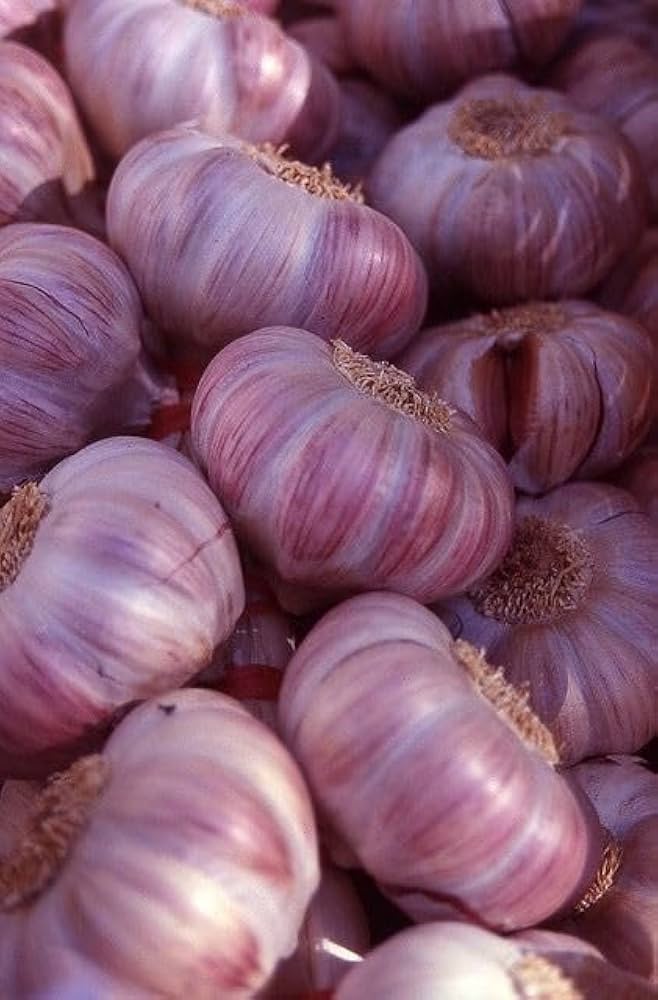 Garlic Allium sativum for planting in vegetable patch