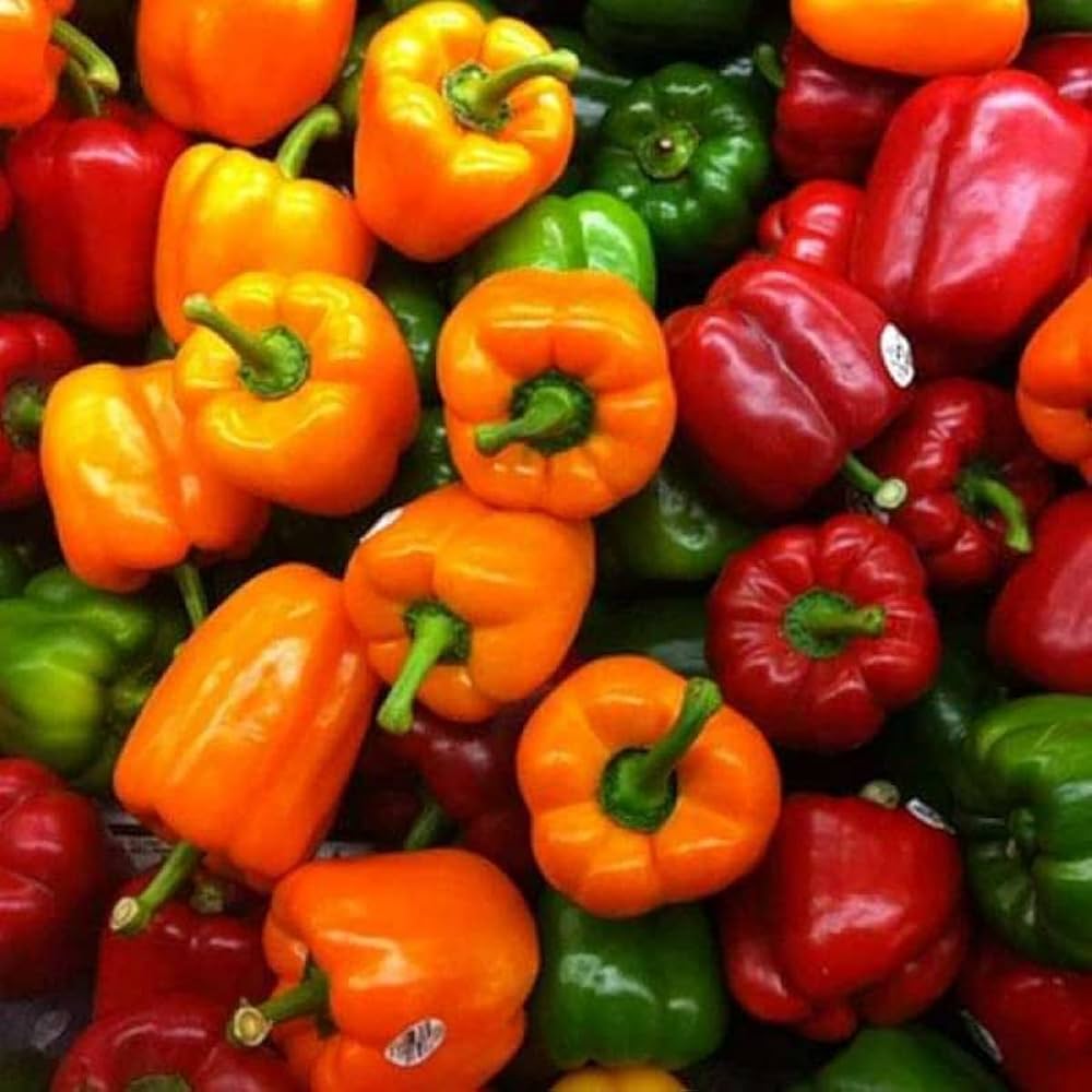 Capsicum Seeds for Planting Capsicum annuum for home gardens and urban containers