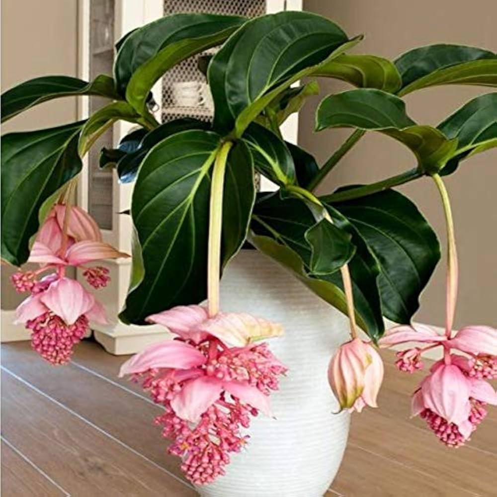 Medinilla Magnifica Bonsai Flower Plant Seeds
