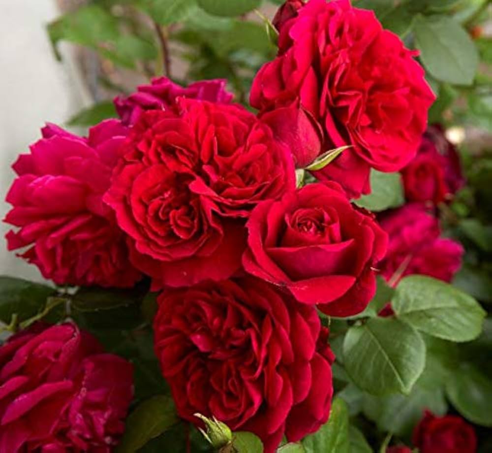 9 Colors of Chinese Rose Rosa chinensis Seeds for Planting in Flower Bed and Garden