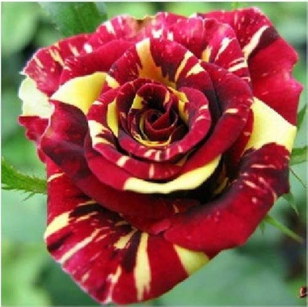 Osiria Rose Seeds for Planting Rosa spp. for flower beds and rose gardens