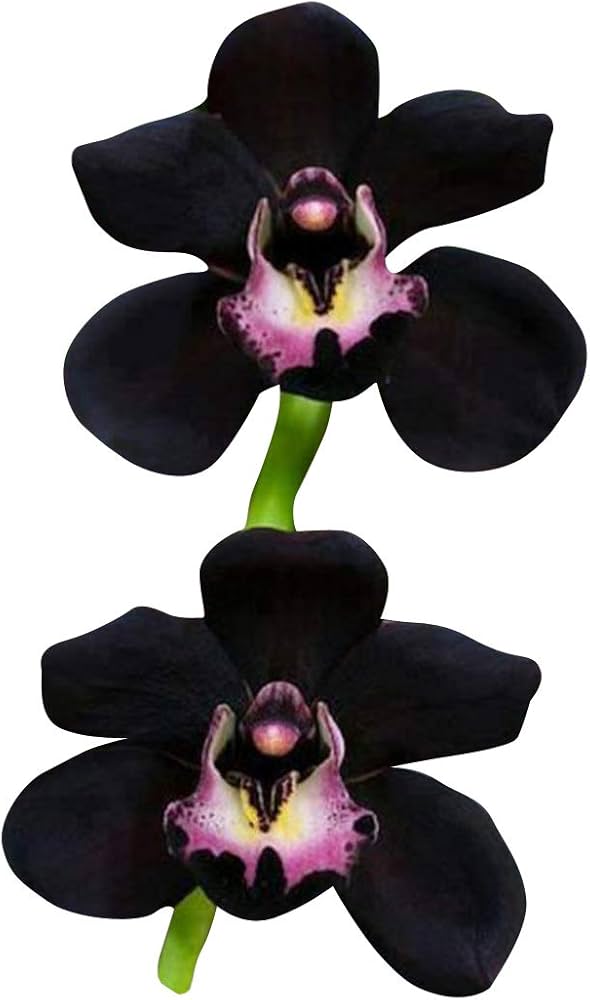 Black Duck Orchid Seeds DIY Native Black Coral Pea Seeds