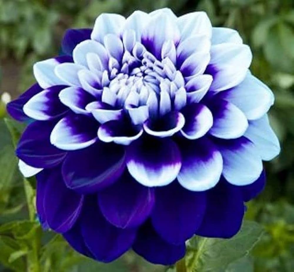 Dark Blue TwoColor Dahlia Flower Seeds for Planting Perfect for Borders Heirloom & GMO Free Seeds for Home Garden
 
 Sale