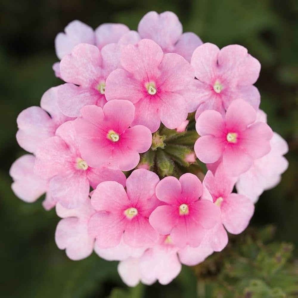 Primula Flower seeds for Planting - Long Bloom Season, Heirloom & GMO Free Seeds for Home Garden