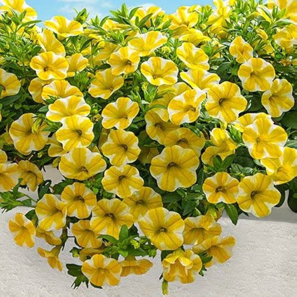White Yellow Calibrachoa Flower seeds for Planting - Wildflower Mix, Heirloom & GMO Free Seeds for Home Garden
 
 Sale for planting in home garden.