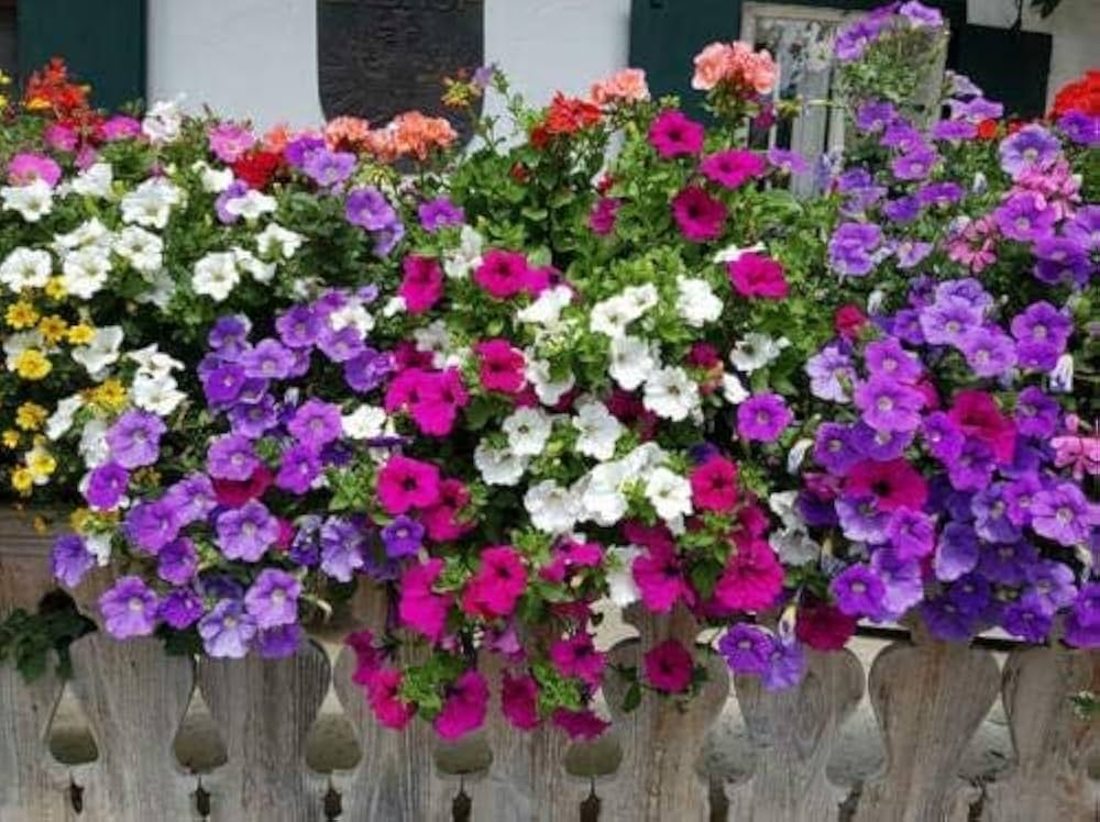 Dwarf Petunia Mix Flower Seeds – Butterfly & Bee Friendly Annual
