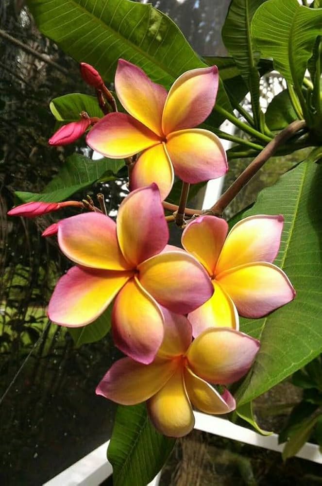 Frangipani Flower seeds for Planting - Long Bloom Season, Heirloom & GMO Free Seeds for Home Garden