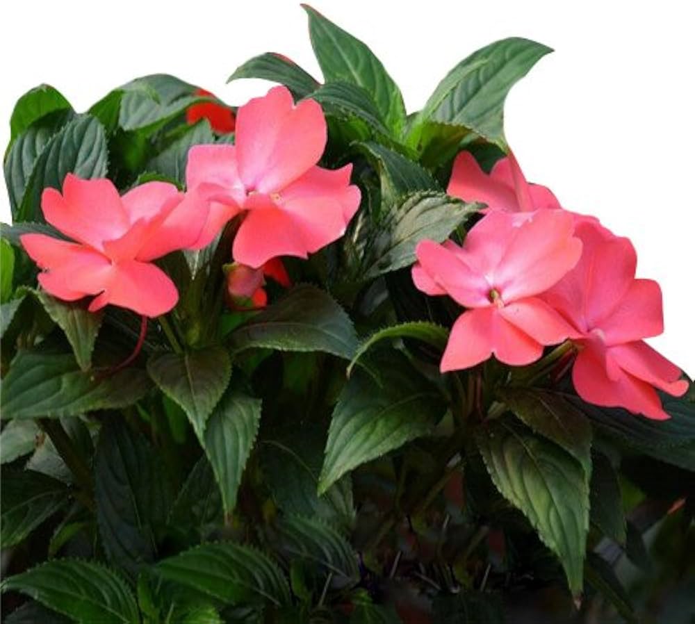Impatiens Impatiens balsamina Blue Spring Seeds for Planting indoor pots outdoor shade