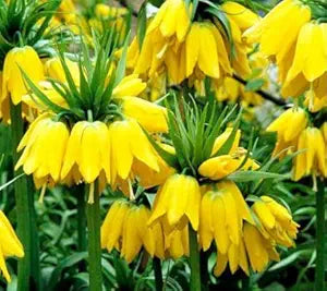 Yellow Imperial Crown Seeds for Stunning Yellow Flowers
