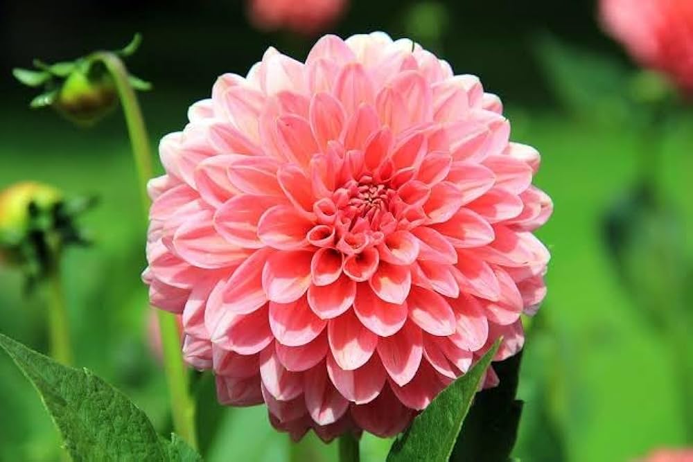 True Dahlia Flowers Seeds