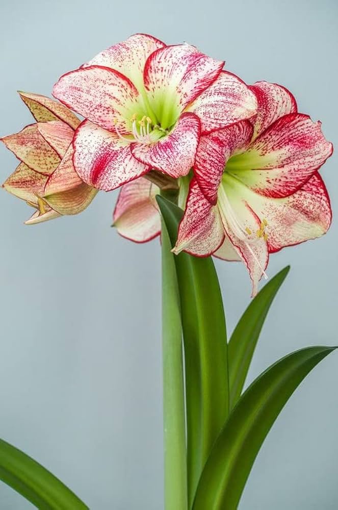 Yellow Sunrise Amaryllis Hippeastrum Bulbs for Planting in Flower Bed & Garden