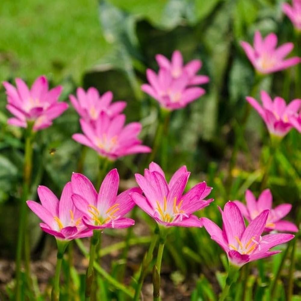 Zephyranthes Flower Planting Seed - Ideal for Vibrant Garden Blooms and Easy Care