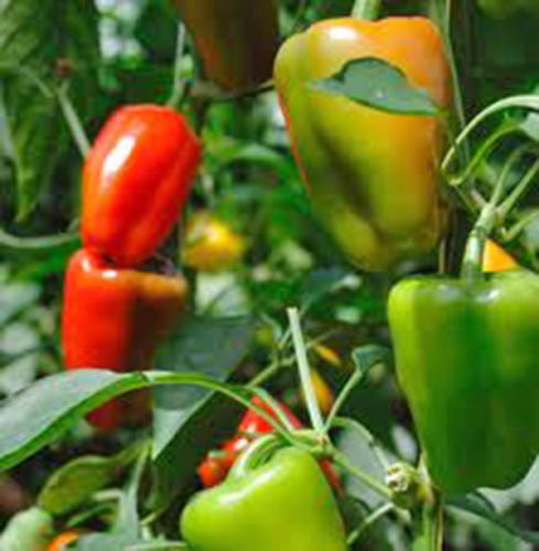 Peperone Dolce California Wonder Seeds for Sweet, Heirloom Peppers