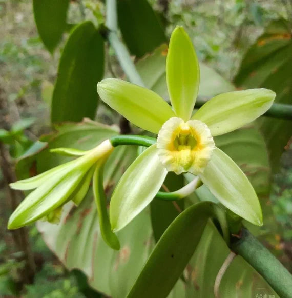 Exotic Vanilla Planifolia Seeds For Planting
