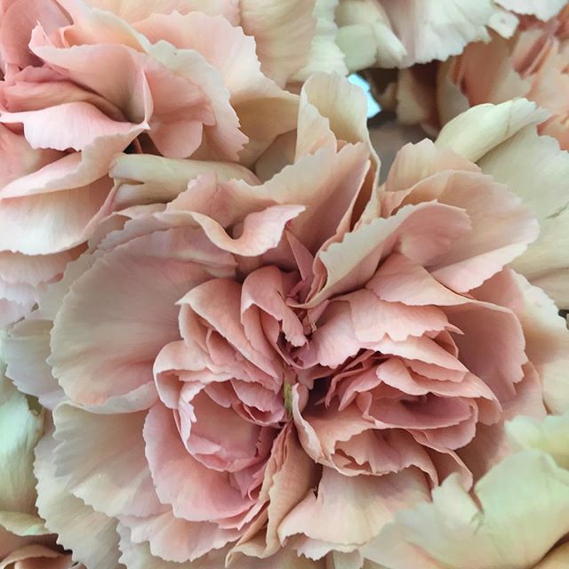 Cream Carnation Flower seeds for Planting Seasonal Bloomer Heirloom & GMO Free Seeds for Home Garden