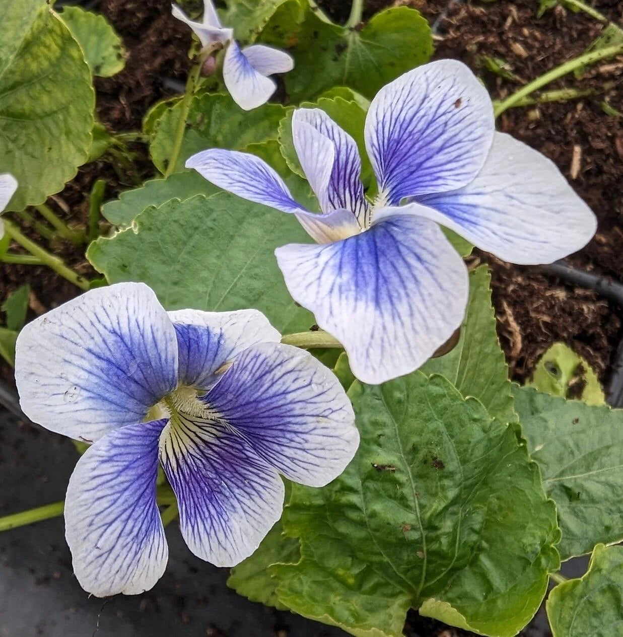 Viola sororia Flower seeds for Planting - Compact Growth, Heirloom & GMO Free Seeds for Home Garden