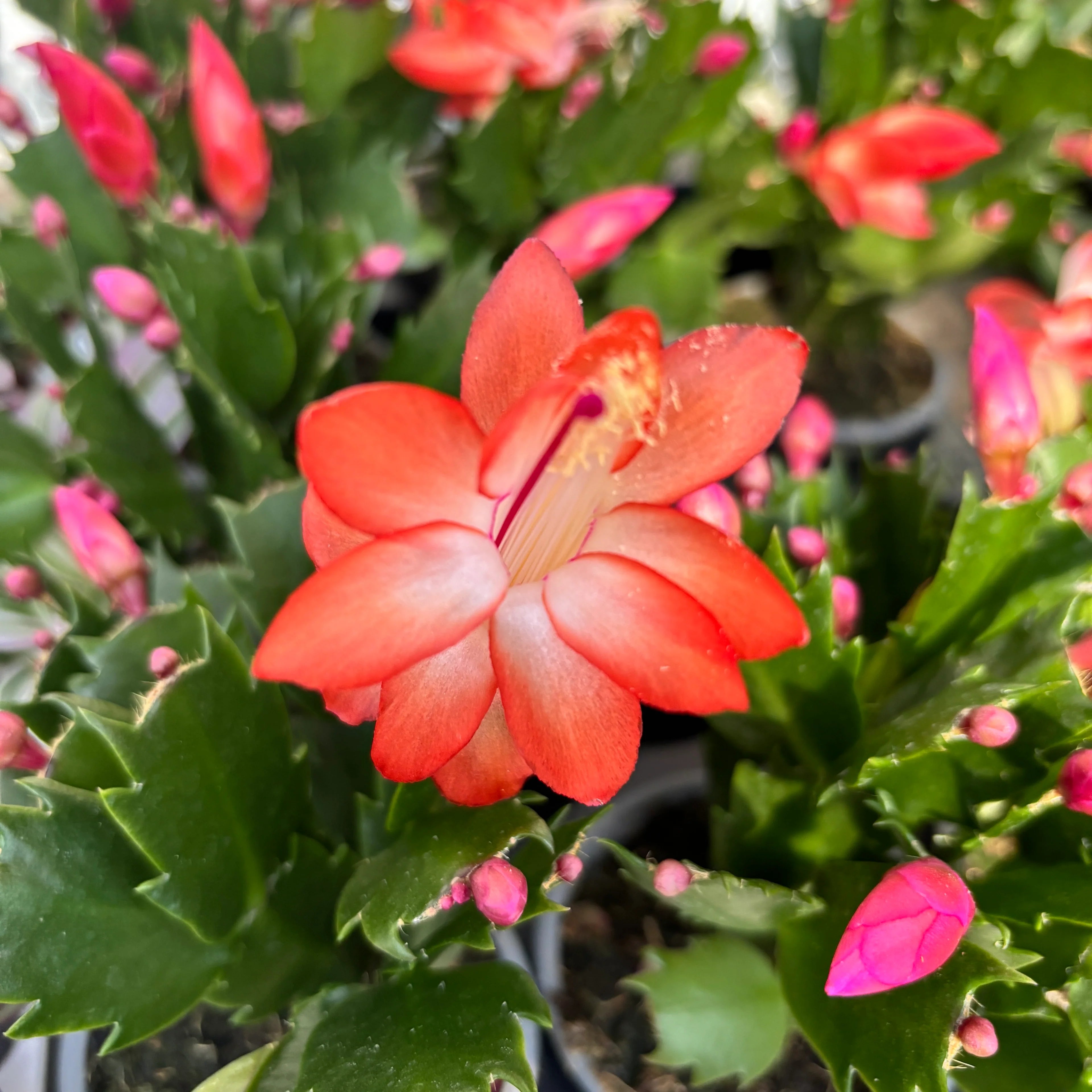 Orange Schlumbergera Flower seeds for Planting - Colorful Display, Heirloom & GMO Free Seeds for Home Garden