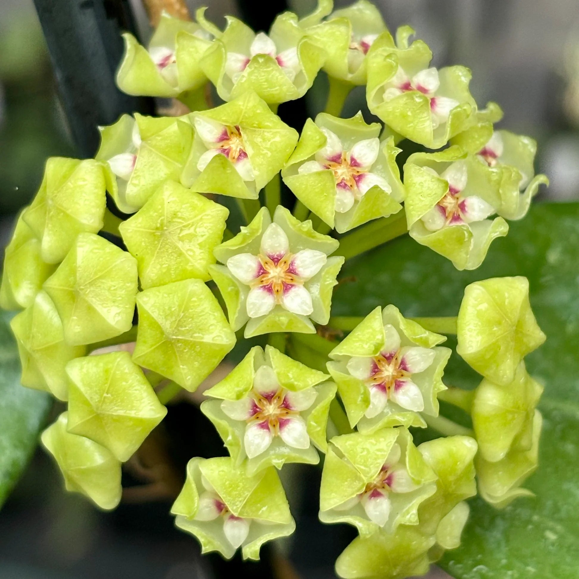 Lime Green Hoya Flower Seeds for Planting Pollinator Friendly Heirloom & GMO Free Seeds for Home Garden
 
 Sale