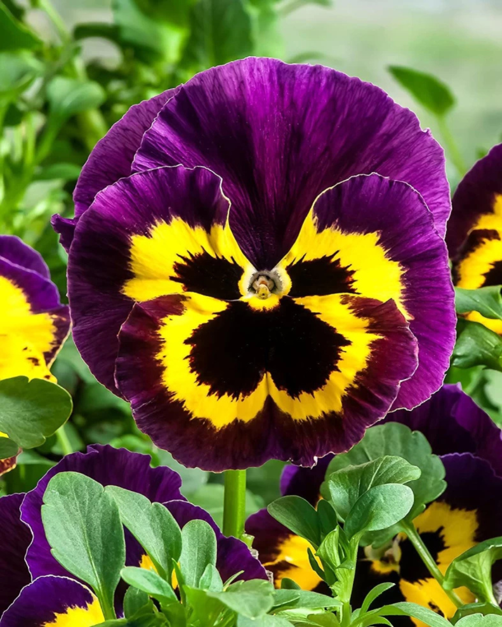 Pansy Rose Flower seeds for Planting - Sun Loving, Heirloom & GMO Free Seeds for Home Garden