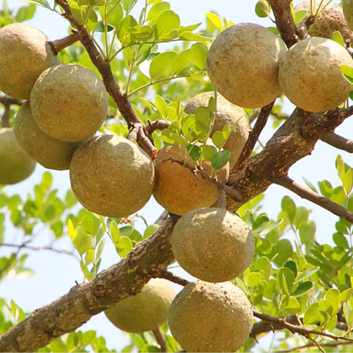 Brown Aegle Marmelos Fruit Planting Seeds