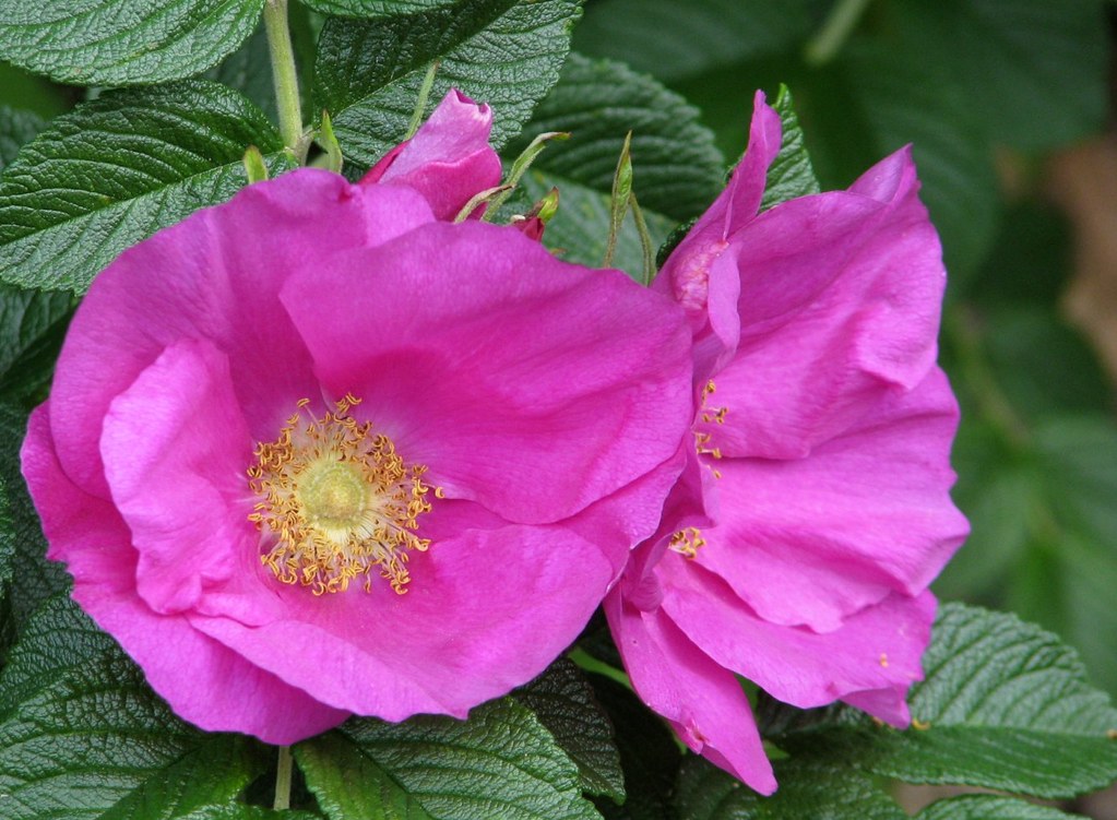Rugosa Flower seeds for Planting - Compact Growth, Heirloom & GMO Free Seeds for Home Garden