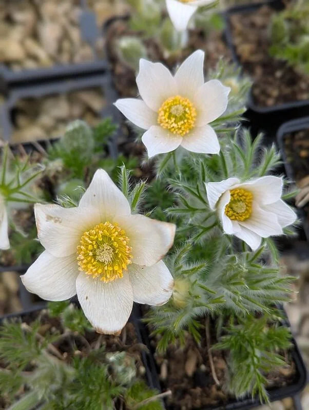Pasque Flower seeds blooming in flower beds, containers, borders, and pollinator-friendly gardens