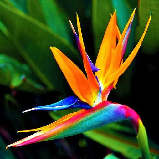 Strelitzia Flower seeds for Planting - Premium Quality, Heirloom & GMO Free Seeds for Home Garden