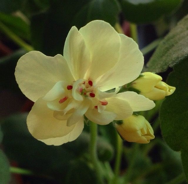 Geranium Yellow Flower seeds for Planting - Colorful Display, Heirloom & GMO Free Seeds for Home Garden