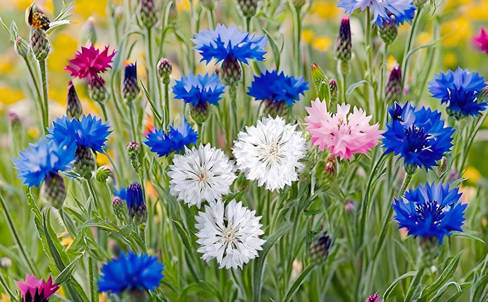 Blue Centaurea Montana Flower seeds for Planting - Fragrant Blossoms, Heirloom & GMO Free Seeds for Home Garden