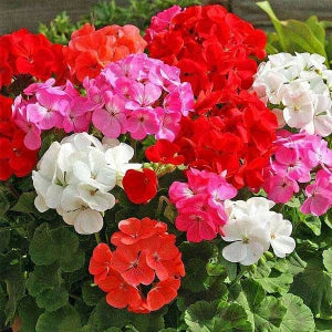 Geraniums Flower seeds for Planting - Drought Tolerant, Heirloom & GMO Free Seeds for Home Garden