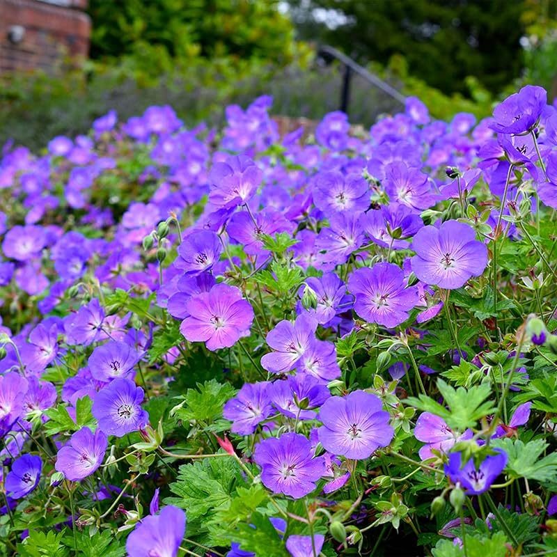 Rare Purple Geranium Pelargonium Peltatum Seeds