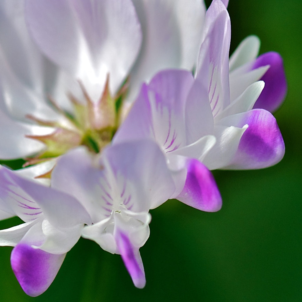 Violet Milkvetch Sinicus - Premium Flower Seeds for Vibrant Gardens and Ecological Planting
