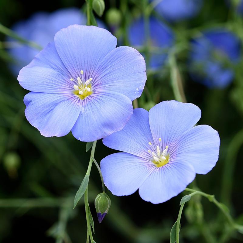 Sky Blue Mini Violet Rare Flower Seeds for Planting Easy to Grow Heirloom & GMO Free Seeds for Home Garden
 
 Sale