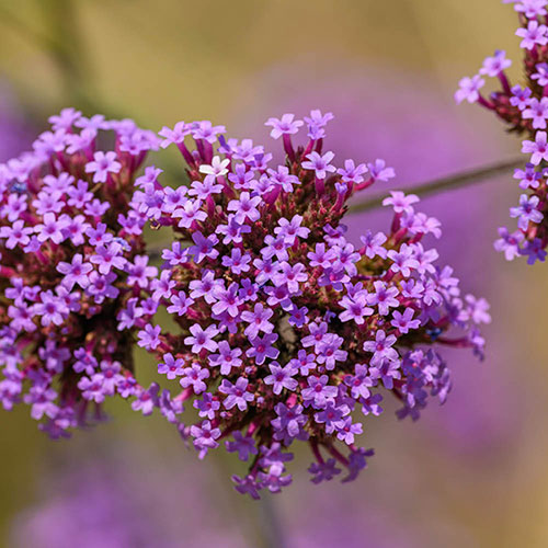 Vervain Flower seeds for Planting - Drought Tolerant, Heirloom & GMO Free Seeds for Home Garden