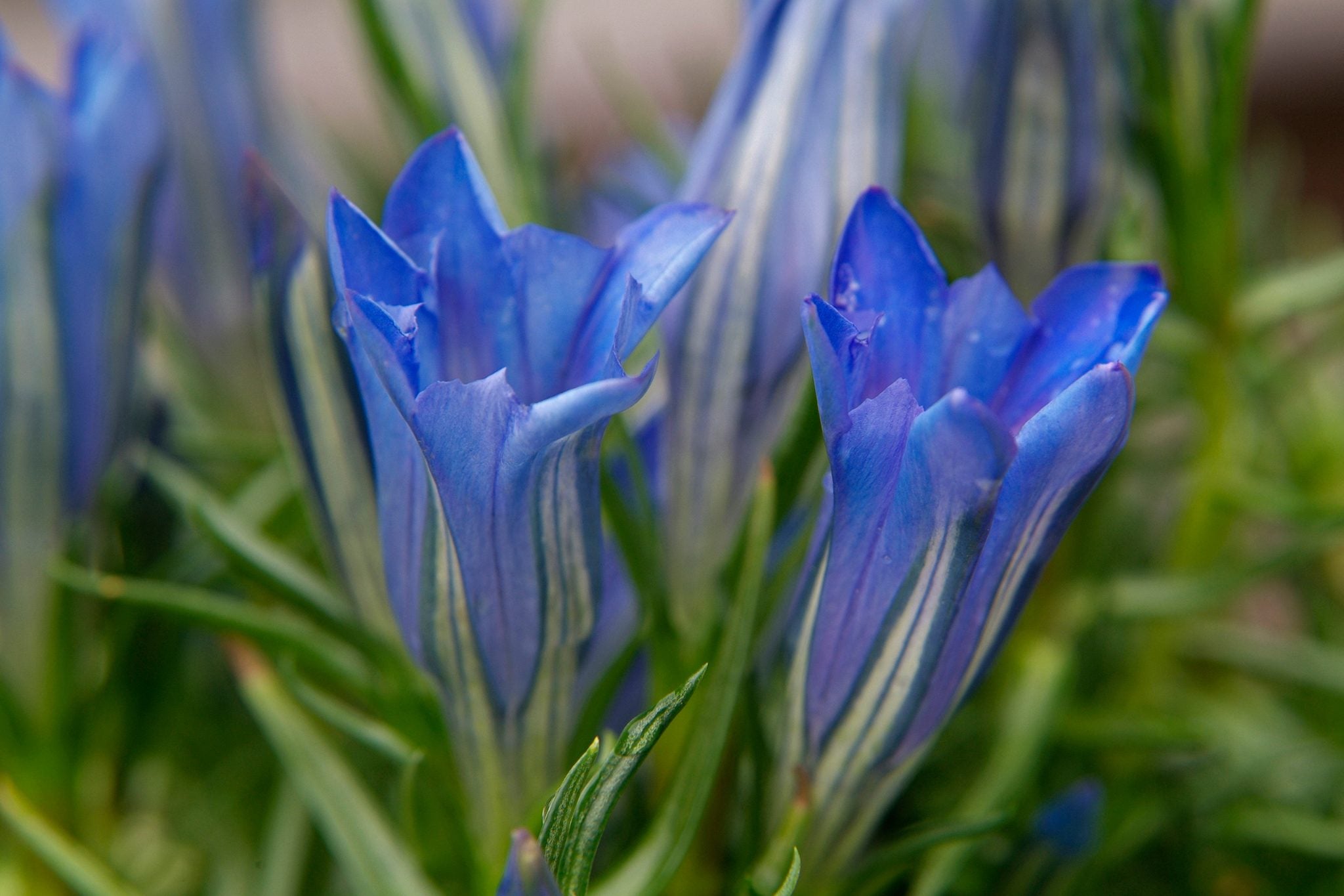 Gentian Flower seeds for Planting - Colorful Display, Heirloom & GMO Free Seeds for Home Garden